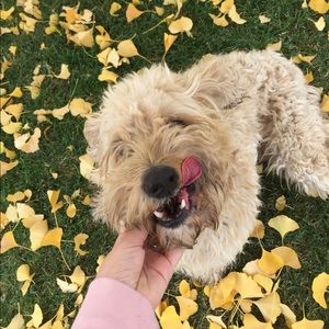 Meet your Posher, Anna